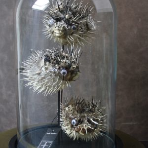 taxidermy-porcupine-vissen-stolp