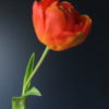 Tulpen Vaas Antiek Brons met Tulpen Mix en Bloesem Takken - Afbeelding 10