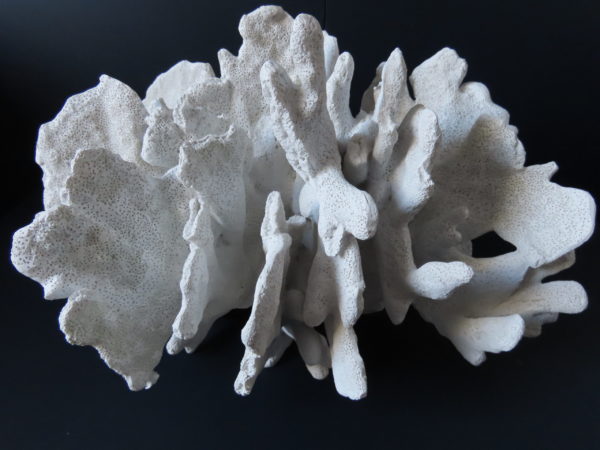 steek vertrekken Continent Imposant decoratie object in het design van wit zeekoraal