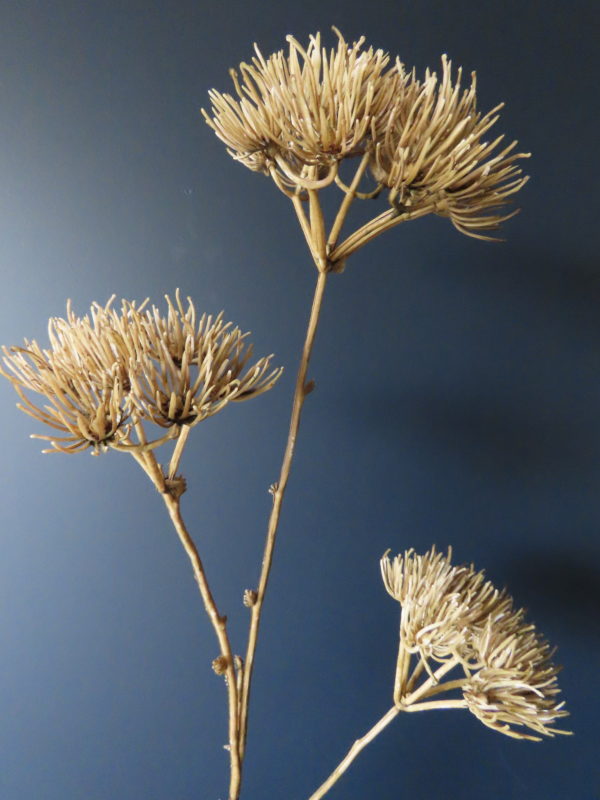 Kunst Bloem Heracleum/Berenklauw Gedroogd