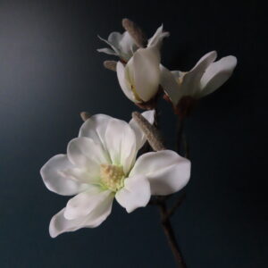 Kunst Tak Magnolia met Witte Bloemen
