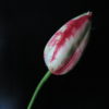 Tulpen Vaas Antiek Brons met Tulpen Mix en Bloesem Takken - Afbeelding 7