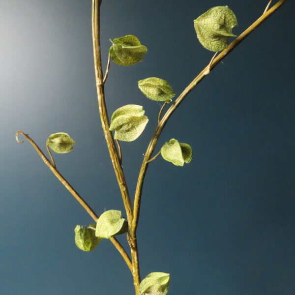 Kunst Zijde Physalis/Kaapse Kruisbes Groen 104 cm - Afbeelding 3