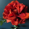 Grote Kunst Roos met Oranje/Rood Gekruld Bloem Blad - Afbeelding 4