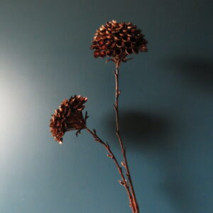 Artistieke Dahlia Bruin/Brons met 2 Bollen