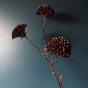 Artistieke Dahlia Bruin/Brons met 3 Bollen