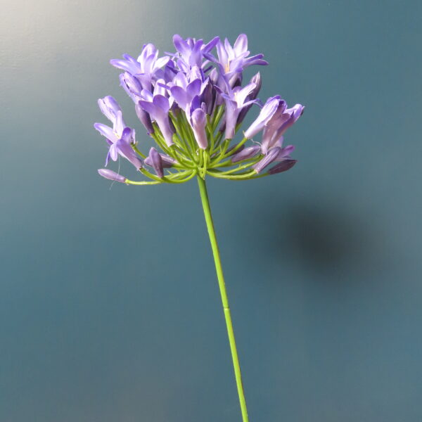 Kunst Agapanthus/Afrikaanse Lelie Paars - Afbeelding 2