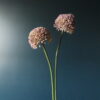 Set van 2 Allium Lila Kunst Bloemen - Afbeelding 2