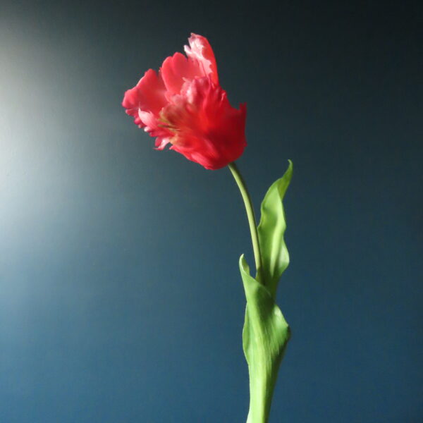 Groene Tulpen Vaas Jasmijn met Tulpen en Bloemen - Afbeelding 20