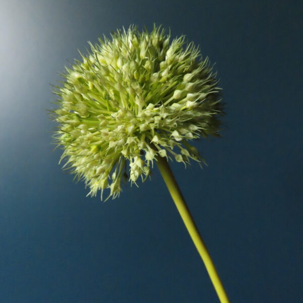 Groene Tulpen Vaas Jasmijn met Tulpen en Bloemen - Afbeelding 21