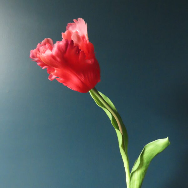 Kunst French Tulip Cerise - Afbeelding 2