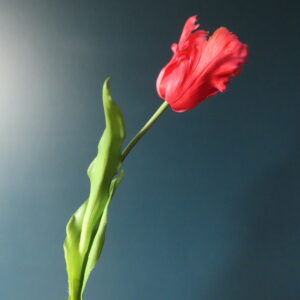 Kunst French Tulip Cerise