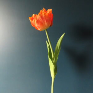 Kunst Papegaai Tulp Oranje