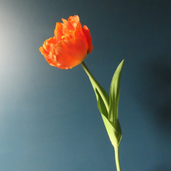 Kunst Papegaai Tulp Oranje - Afbeelding 2