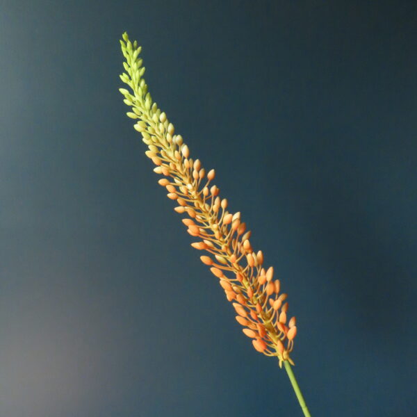 Kunst Bloem Eremurus met Perzik Bloemknopjes M - Afbeelding 2