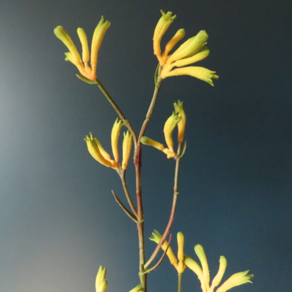 Kunst Bloem Kangaroo Paw Geel L - Afbeelding 3