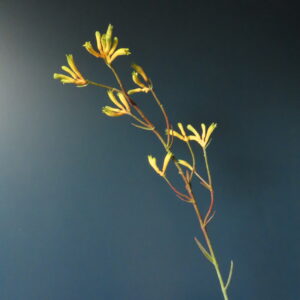 Kunst Bloem Kangaroo Paw Geel L