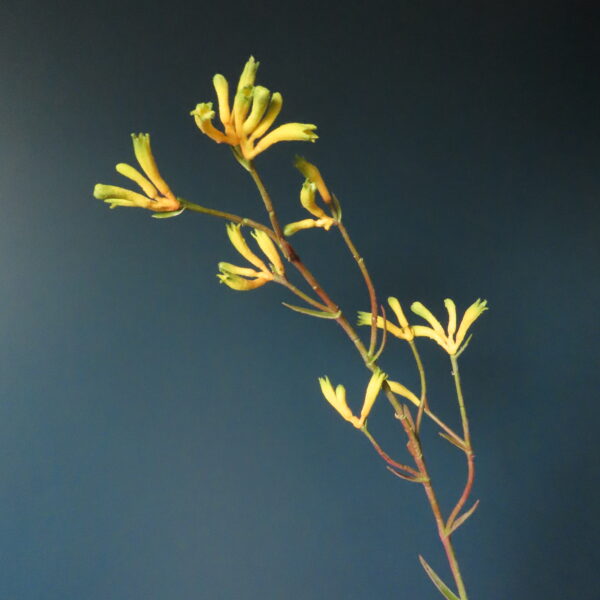 Kunst Bloem Kangaroo Paw Geel L - Afbeelding 2