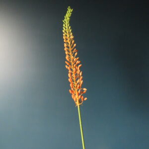Kunst Bloem Eremurus met Perzik Bloemknopjes M