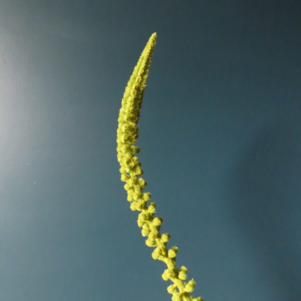 Kunst Donkey Tail Succulent Groen - Afbeelding 2