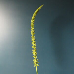 Kunst Donkey Tail Succulent Groen