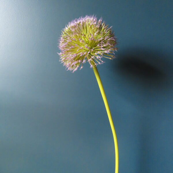 Kunst Bloem Allium Paars/Groen - Afbeelding 2