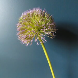 Kunst Bloem Allium Paars/Groen