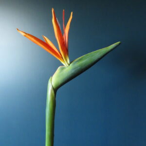 Kunst Bloem Strelitzia Oranje/Paars