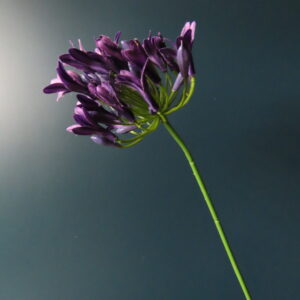 Kunst Agapanthus Donker Paars