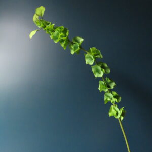 Kunst Tak Molucella Groen L