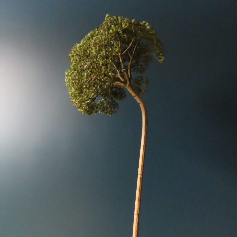 Kunst Achillea Groen L - Afbeelding 2