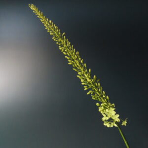 Kunst Bloem Eremurus Groen 112 cm