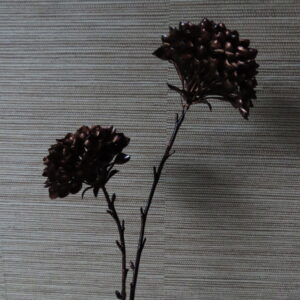 Artistieke Dahlia Bruin/Brons met 2 Bollen