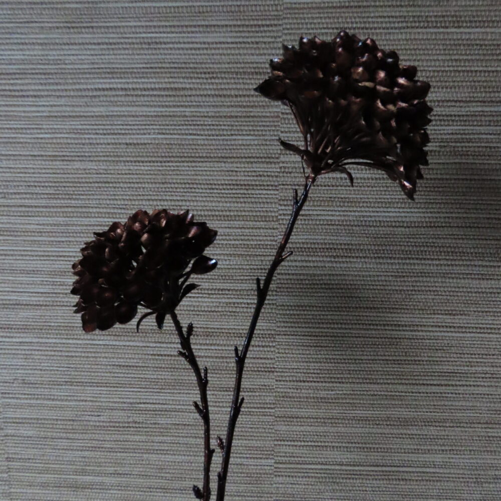 Artistieke Dahlia Bruin/Brons met 2 Bollen