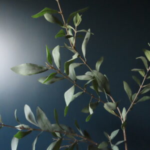 Kunst Zijde Olijftak zonder Olijven