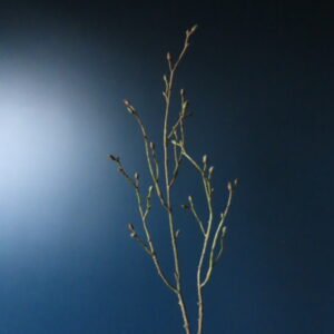 Kunst Gagel Bladloos met Knoppen