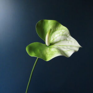 Kunst Bloem Anthurium Groen/Wit