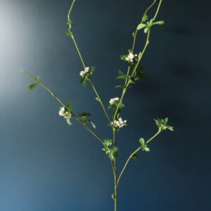 Kunst Tak Prachtframboos Rubus Spectabilis