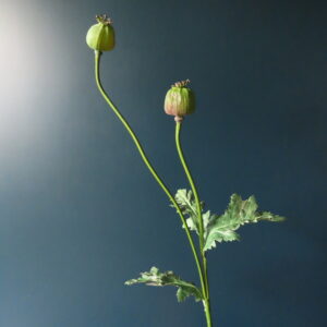Kunst Tak met Papaver Bollen Groen