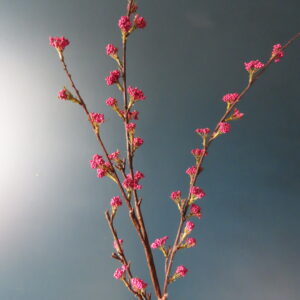 Kunst Tak Callicarpa met Cerise Paarse Bessen