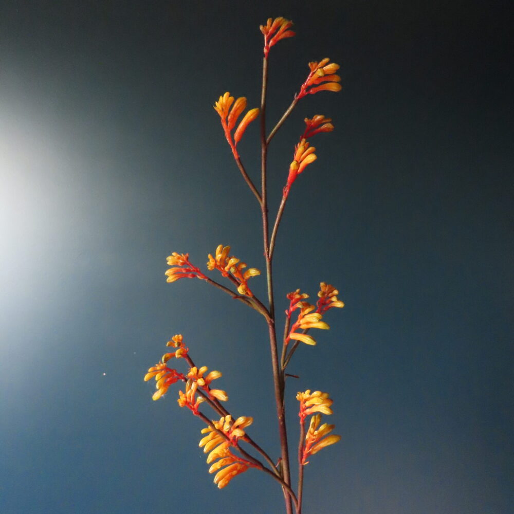 Kunst Bloem Kangaroo Paw Oranje/Geel L - Afbeelding 2