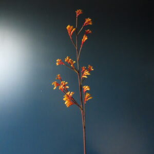 Kunst Bloem Kangaroo Paw Oranje/Geel L